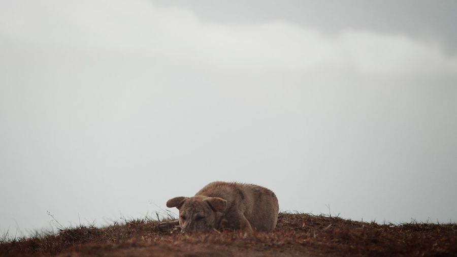 View of a dog on field