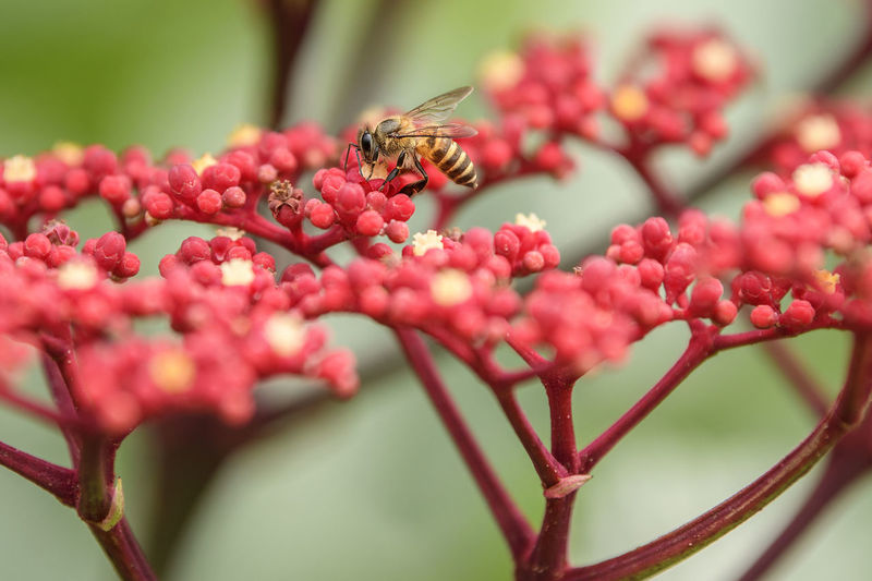Close-up of bee pollinating red flowers