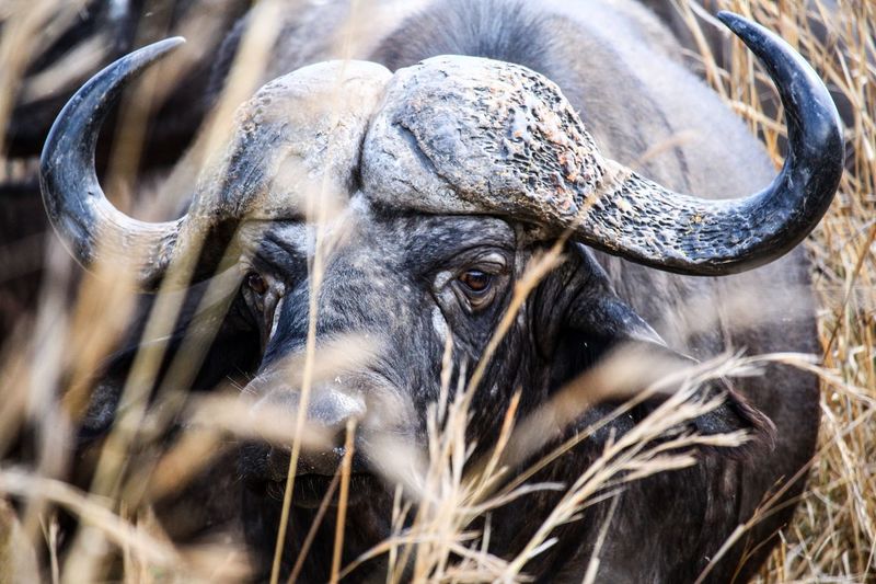 Portrait of african buffalo 