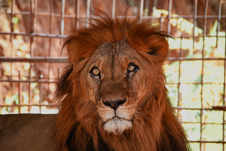 Close-up portrait of male lion