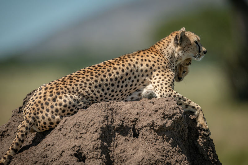 View of cheetah with cub on rock