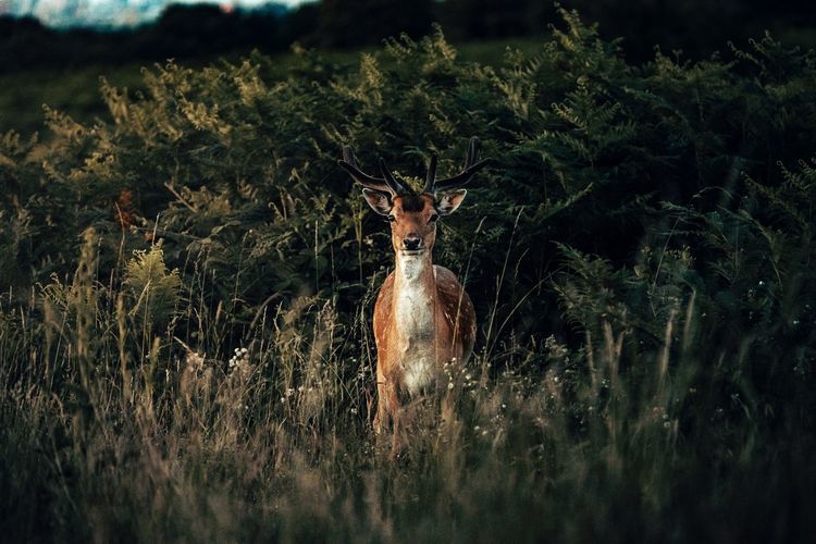 View of deer on field with city in background