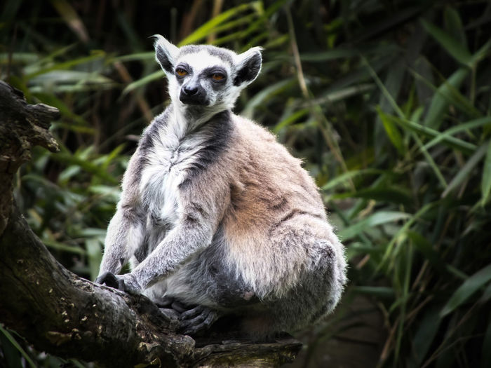 Close-up of lemur on tree branch