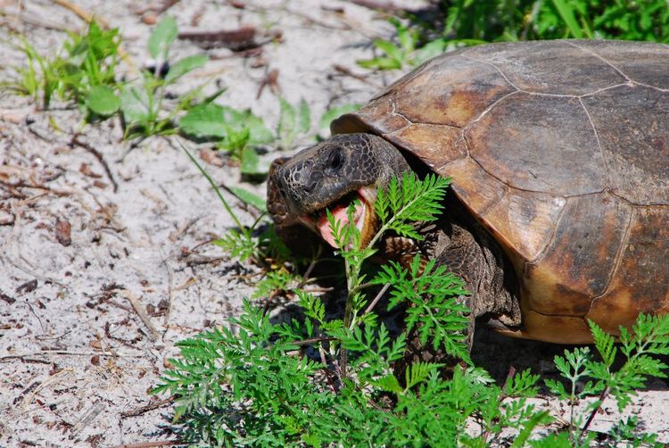 Gopher tortoise having lunch