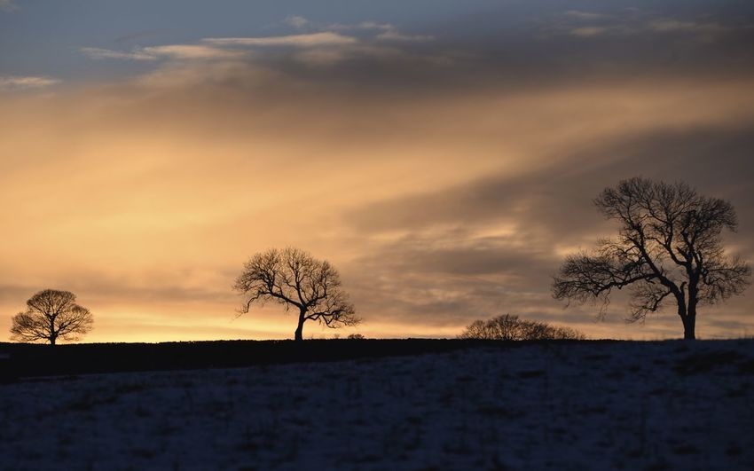Silhouette bare trees on field against sky during sunset