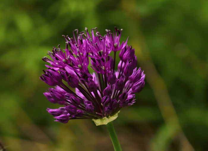 Close-up of purple thistle blooming outdoors