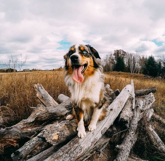 Dog on pile of logs