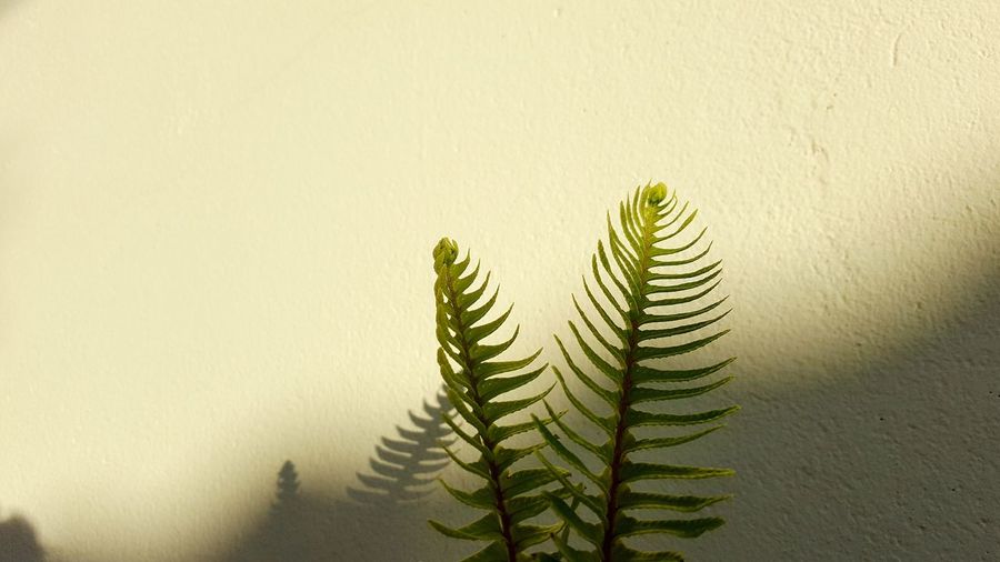 Close-up of fern against wall