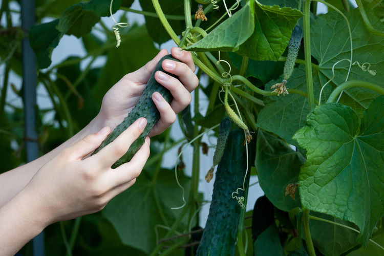 A woman plucks a fresh crop of cucumbers in a greenhouse
