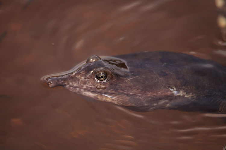 Florida softshell turtle apalone ferox swims in a pond in naples, florida