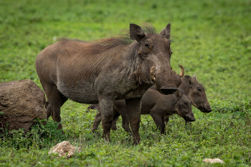 Wild boars on grassy field