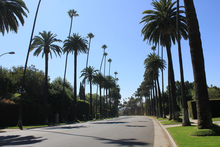 Panoramic view of palm trees against clear sky