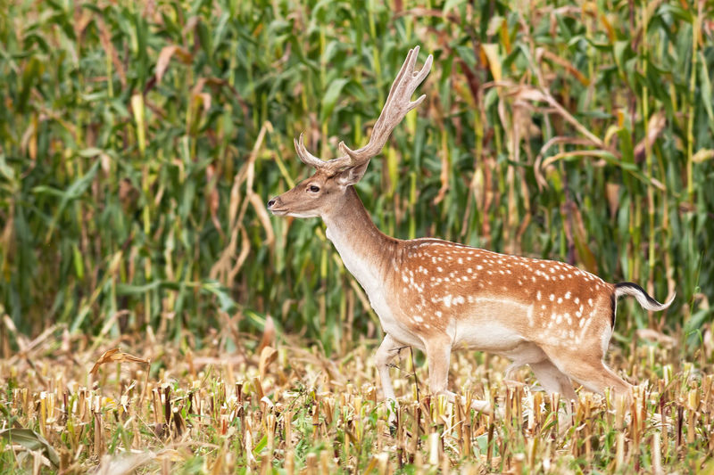 Side view of deer on field