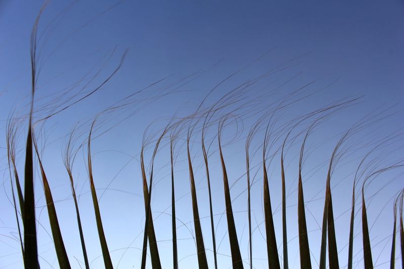 Low angle view of silhouette plants against blue sky