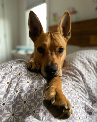 pet