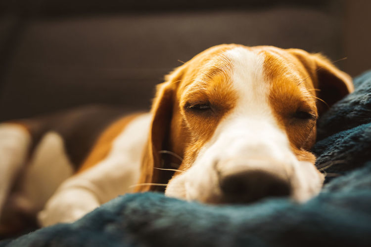 Close-up portrait of a dog sleeping on sofa