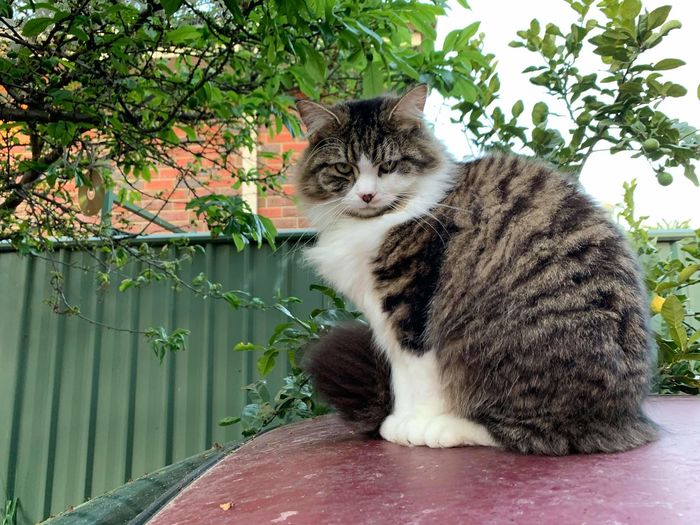 Cat sitting on a tree