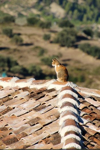 Squirrel on roof