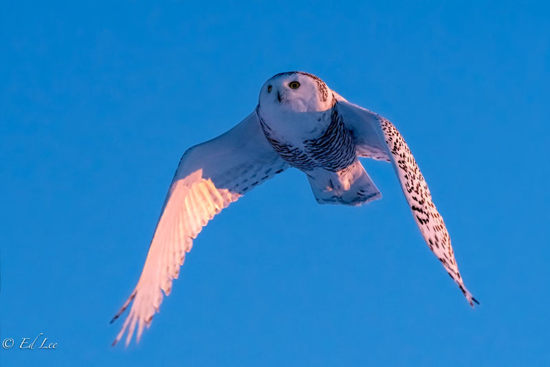 Flying snowy owl