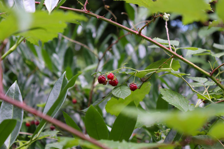 Close-up of red wild raspberries growing on tree