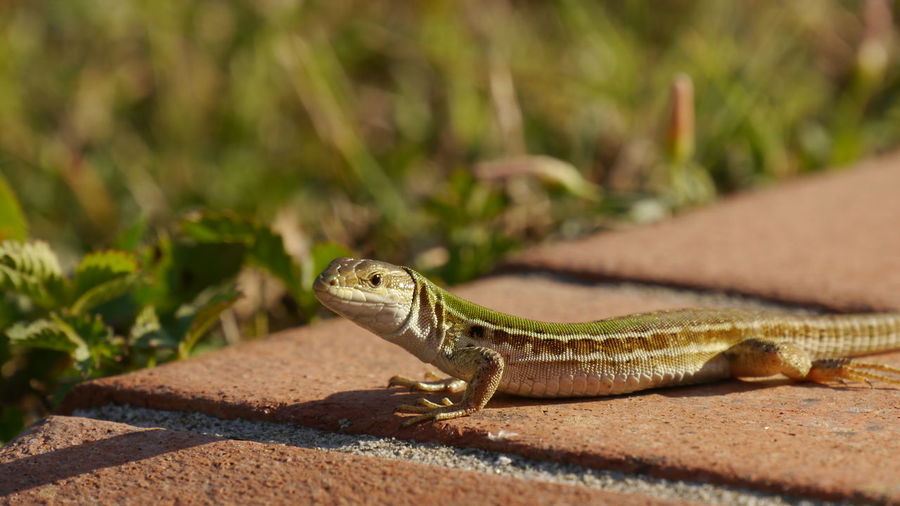 Close-up of a lizard taking a sunbath in terracotta ground