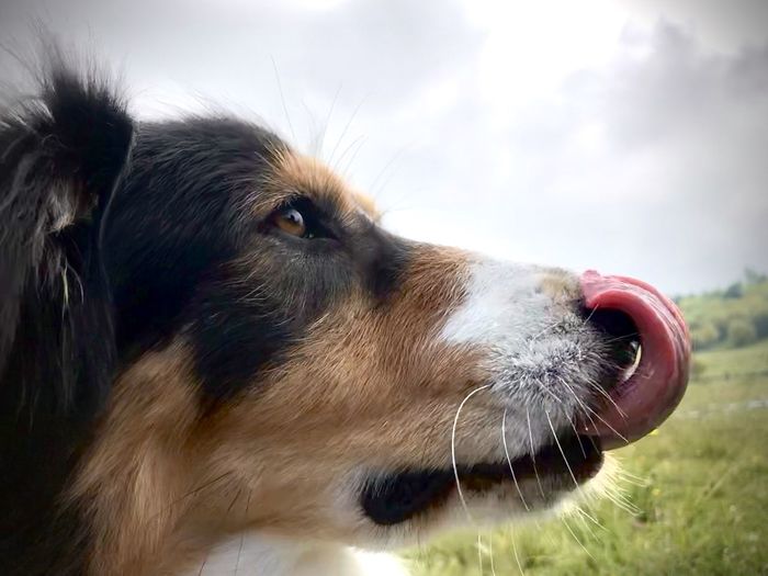 Close-up of dog looking away
