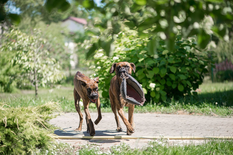 Two beautiful boxer dogs playing with old ball in the summer garden