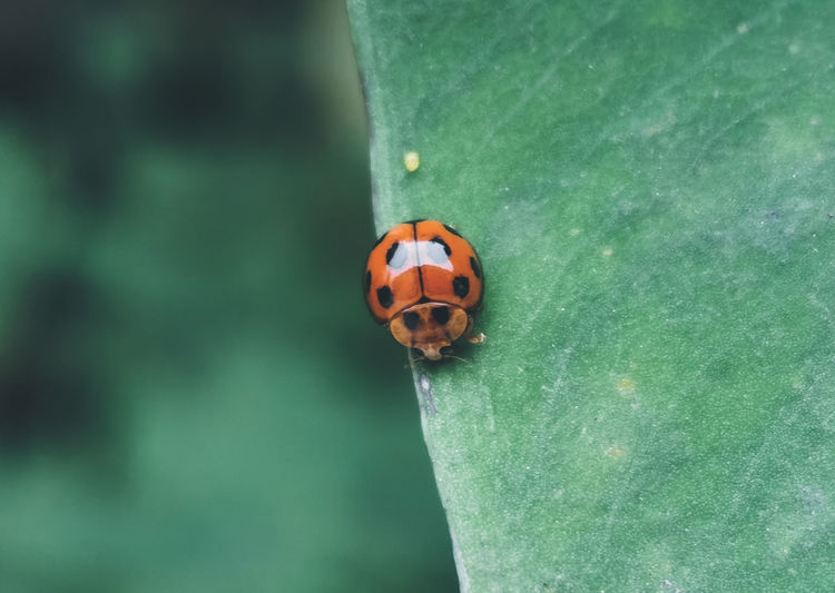 Ladybug shot. edited in adobe lightroom, captured with honor v30 pro