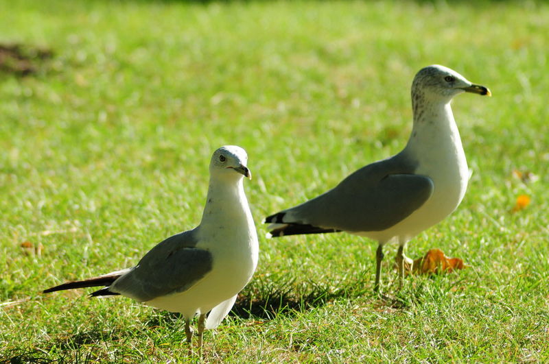 Seagulls perching on a field
