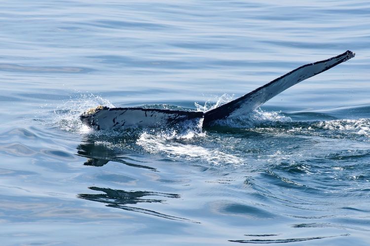 Humpback whale fluke off atlantic coast