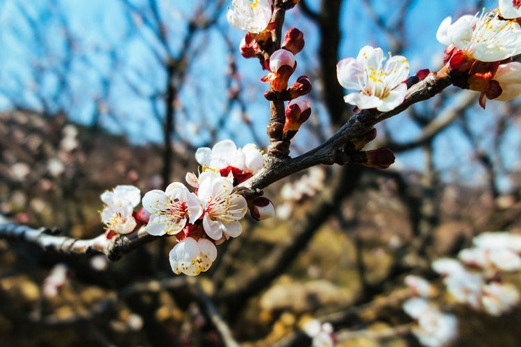 White flowers blooming on tree