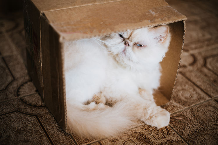 Portrait of cat relaxing in cardboard box on floor 