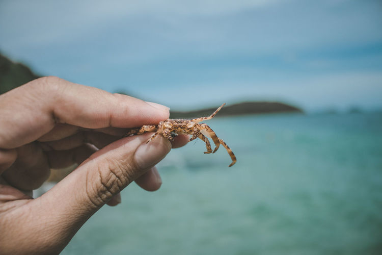 Cropped hand holding small crab