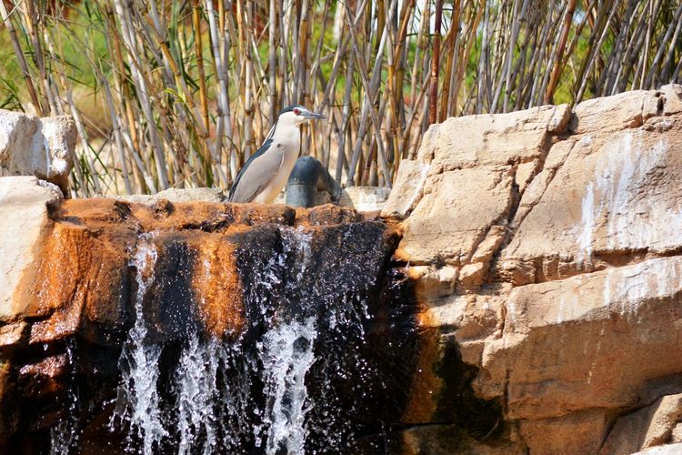 One heron standing in a rock on a cascade