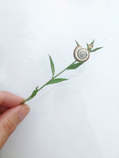 Close-up of hand holding small plant against white background
