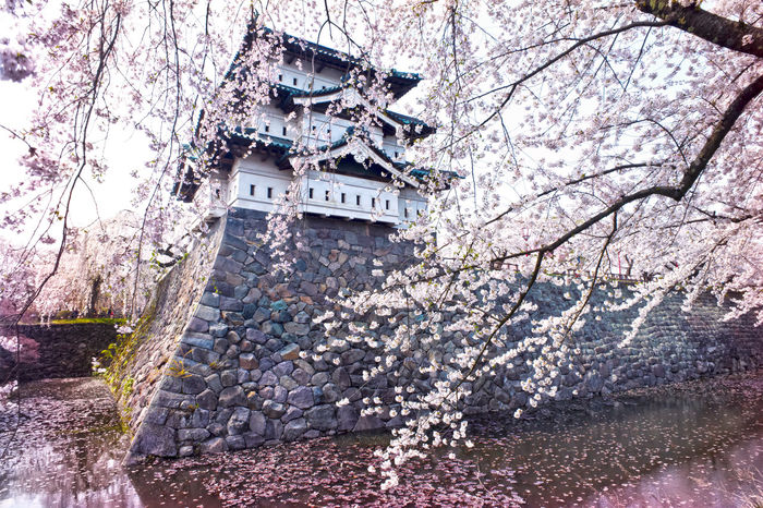Cherry blossom branches against castle