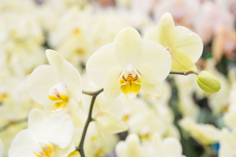 Close-up of white flowering plants