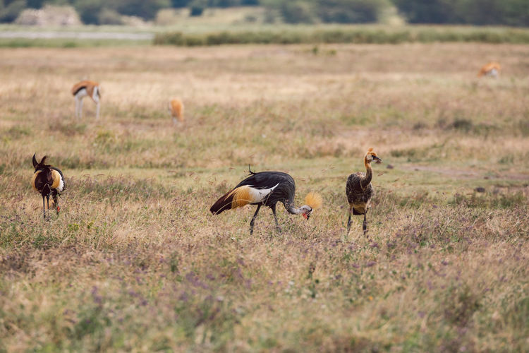 Side view of deer on field
