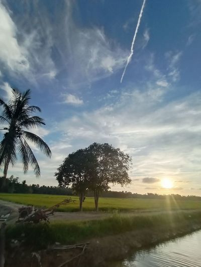 Scenic view of palm trees on field against sky at sunset