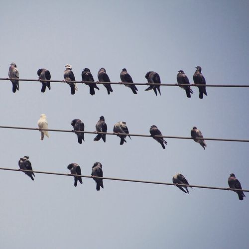 Low angle view of pigeons on power lines against sky