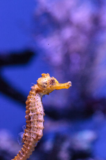Close-up of sea horse in fish tank at aquarium
