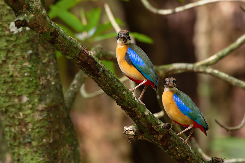 Blue bird perching on branch