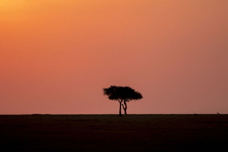 Single tree in sunset on a savanna in africa