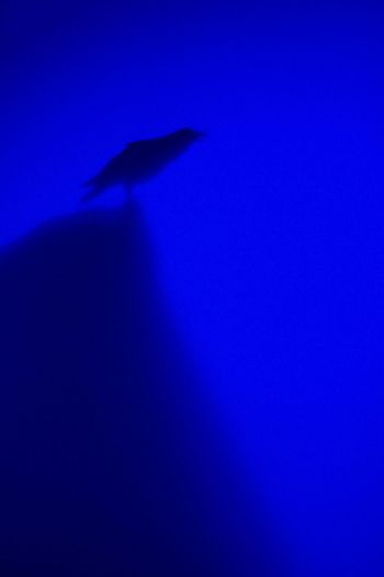 Low angle view of a bird flying