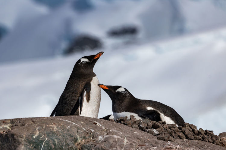 Gentoo penguin nesting with its mate standing over in bright antarctic sunshine.