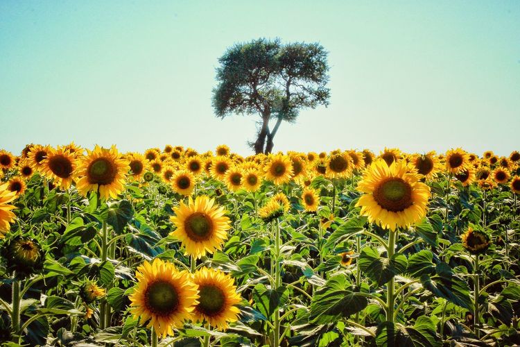 Sunflowers on field against clear sky