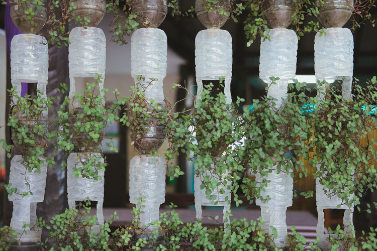 FLOWERING PLANTS IN ROW FOR SALE AT STREET MARKET