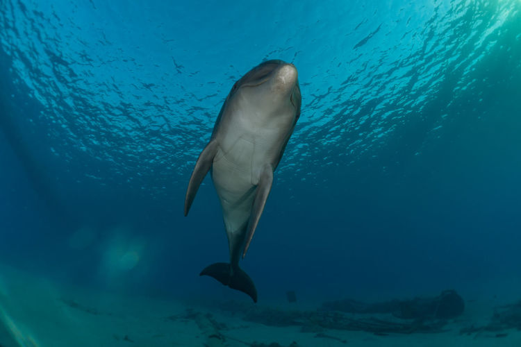 Dolphin swimming in the red sea, eilat israel