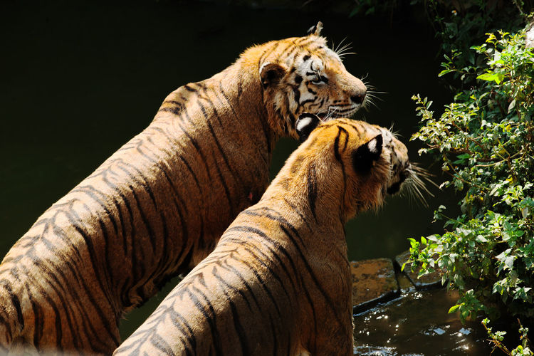 Side view of tigers looking away