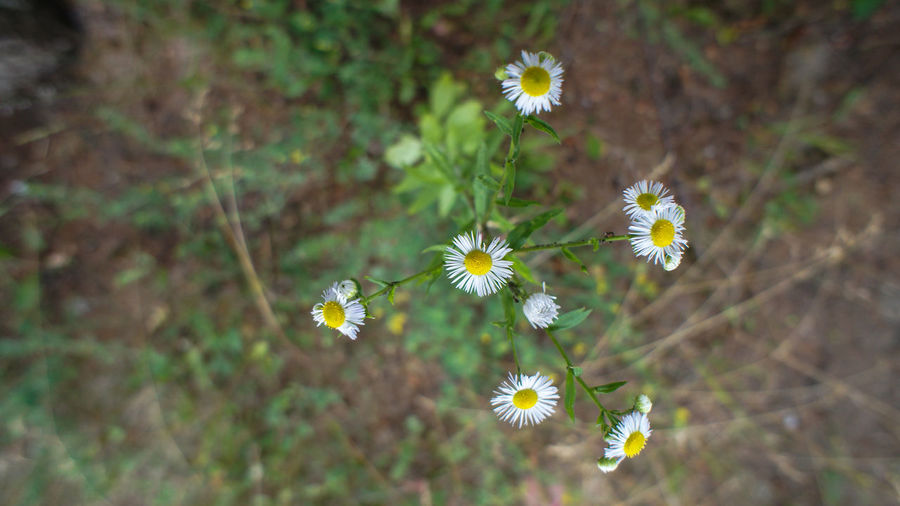 Directly above shot of daisy flowers blooming outdoors